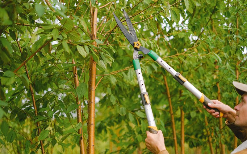 Tree trimming in Talihina, OK